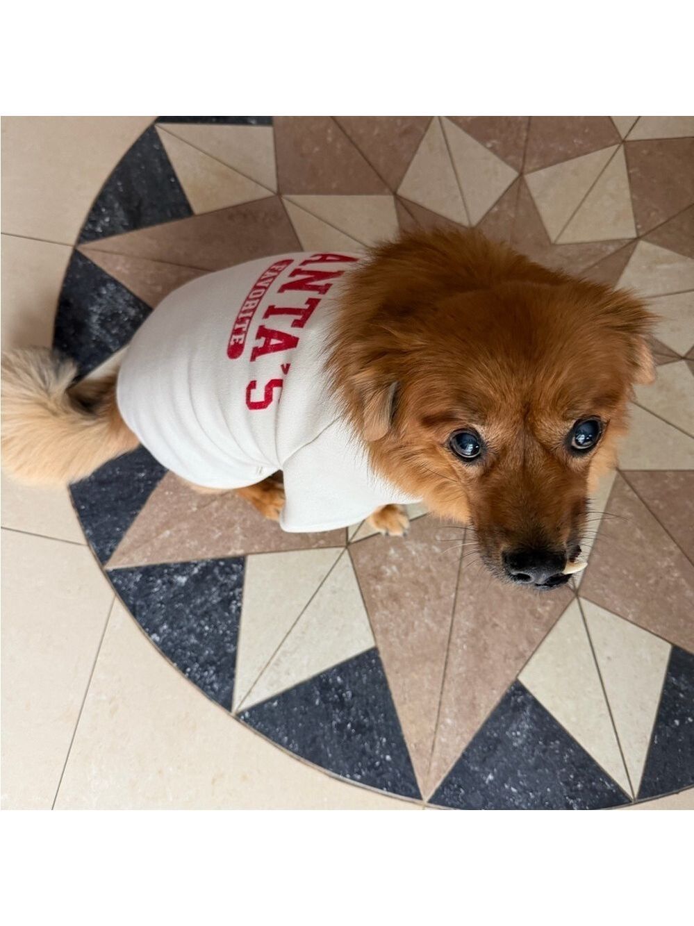 Santa's Favorite Dog Sweater - White and Red - Picture 3 of 4